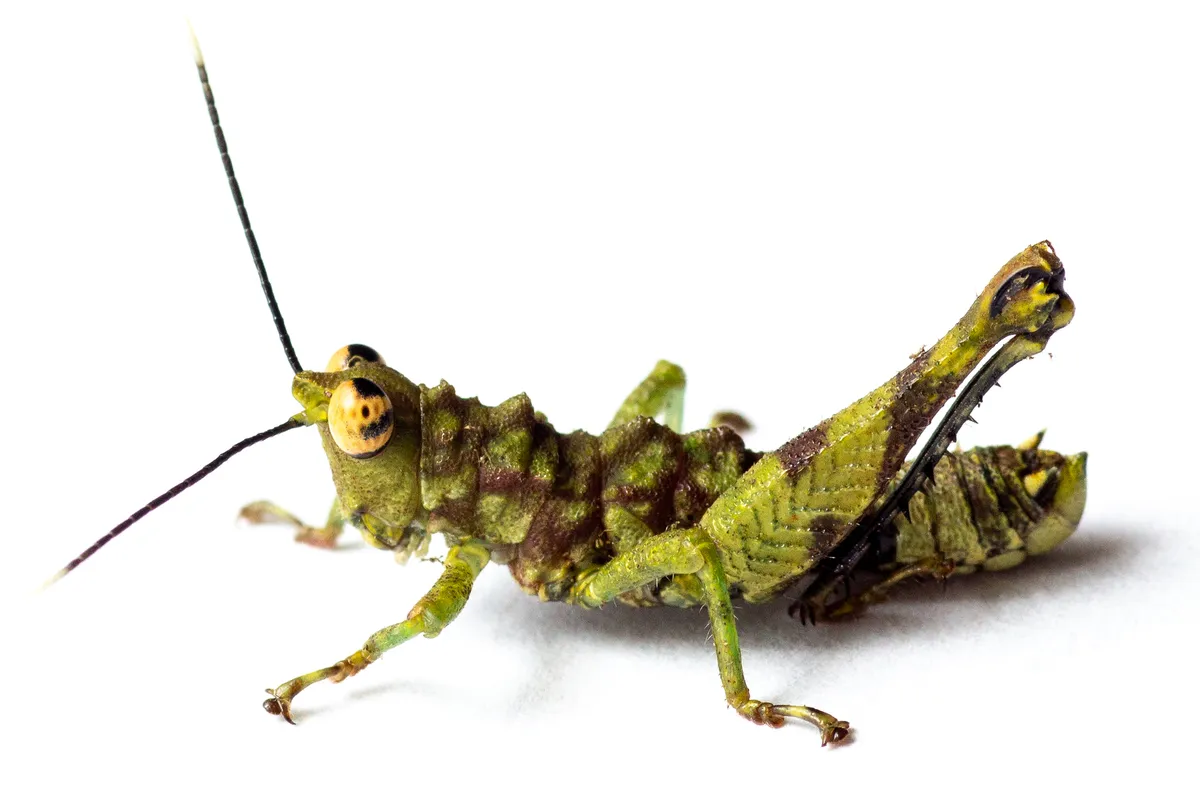 Ixalidiidae - photo 3