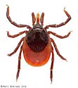 Ixodes affinis