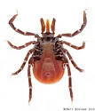 Ixodes affinis - photo 2