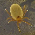 Ixodes banksi