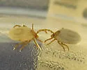 Ixodes banksi - photo 2