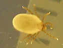 Ixodes banksi - photo 3