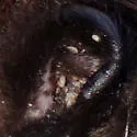Ixodes banksi - photo 5