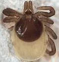 Ixodes dentatus