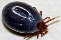 Ixodes kingi