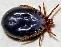 Ixodes kingi - photo 2