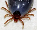 Ixodes kingi - photo 3