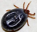 Ixodes kingi - photo 4