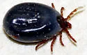 Ixodes kingi - photo 5