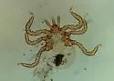 Squirrel Tick