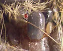 Squirrel Tick - photo 4