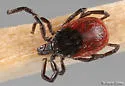 Western Black-legged Tick