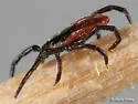 Western Black-legged Tick - photo 2