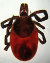 Western Black-legged Tick - photo 3
