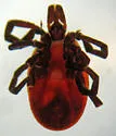 Western Black-legged Tick - photo 4