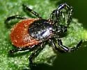 Western Black-legged Tick - photo 5