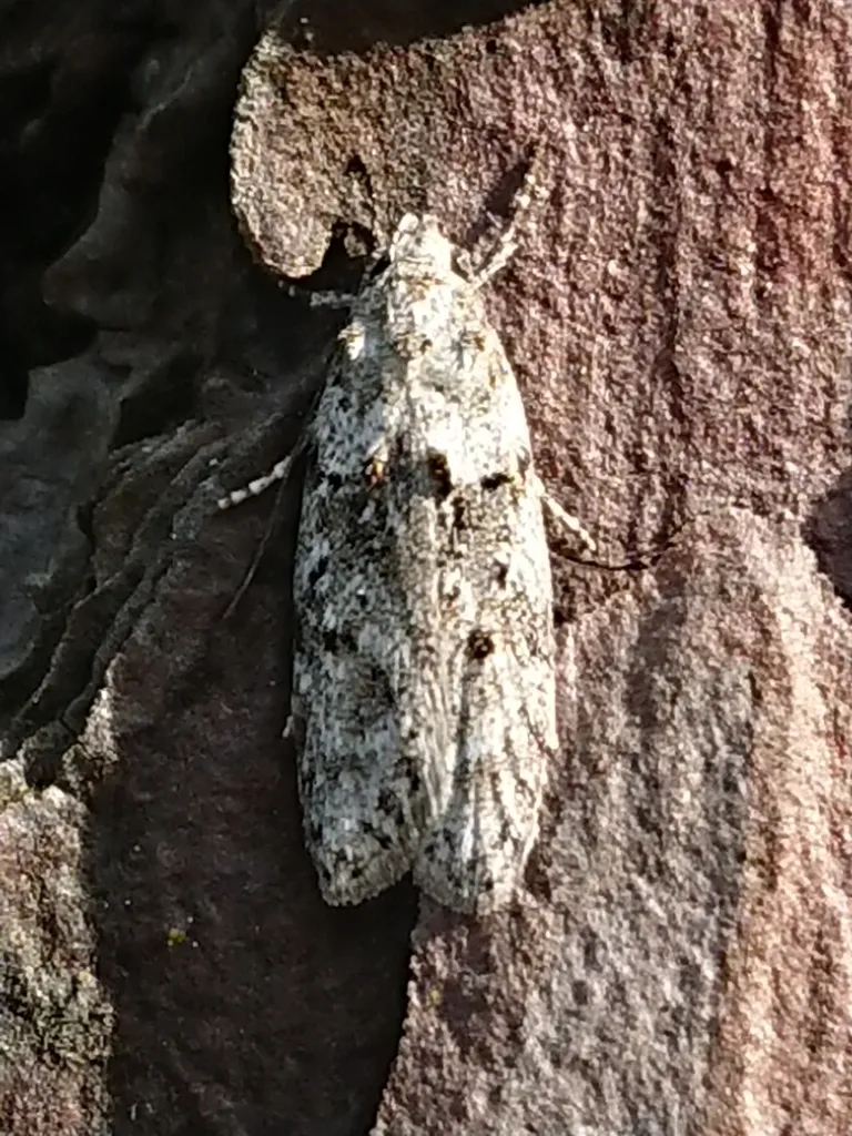 Izatha convulsella - photo 2