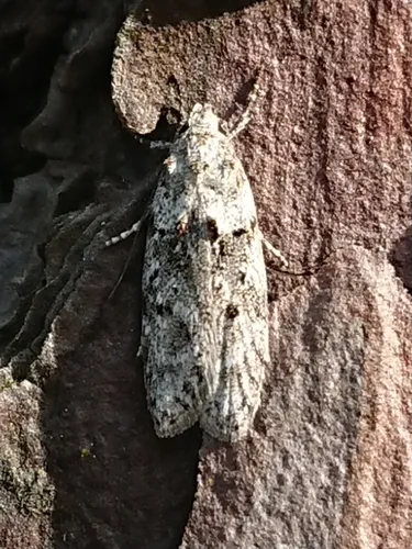 Izatha convulsella - photo 4