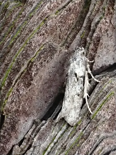 Izatha convulsella - photo 5