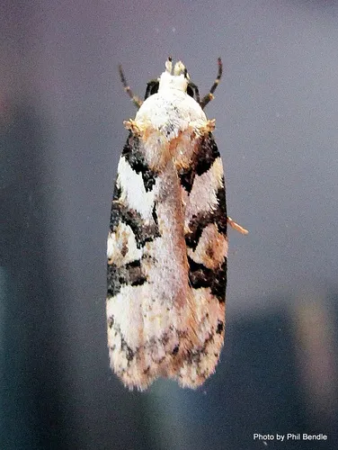 Izatha epiphanes - photo 3