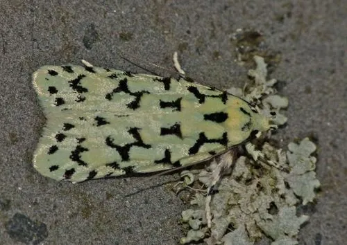 Izatha huttonii