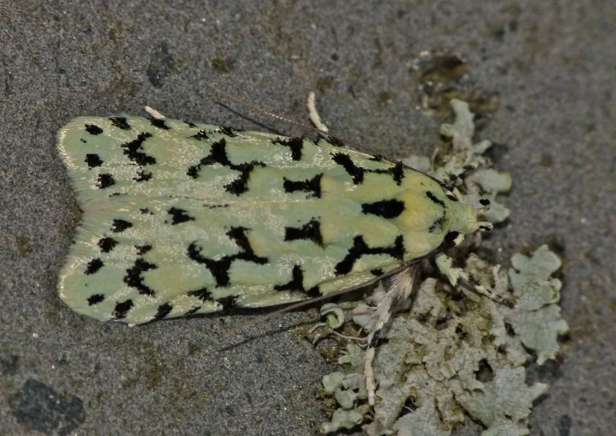 Izatha huttonii - photo 3