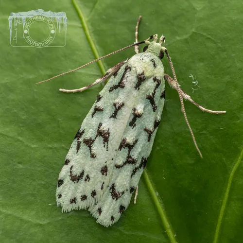 Izatha huttonii - photo 8