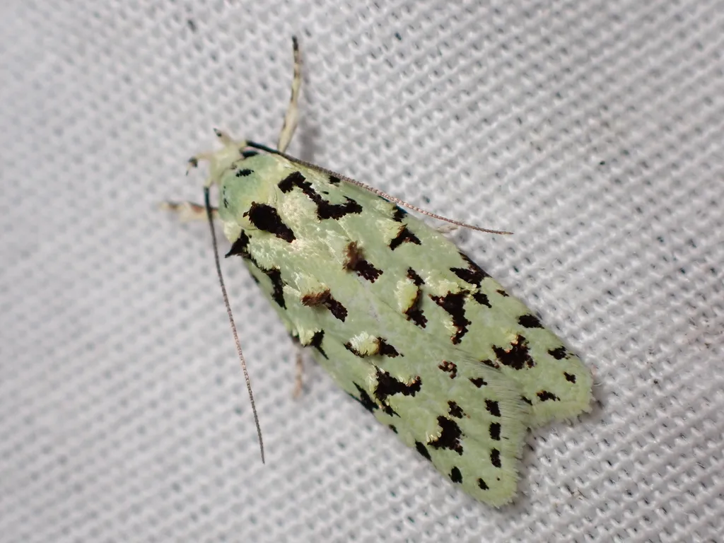 Green lichen tuft moth - photo 2