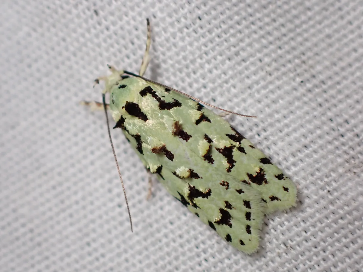 Green lichen tuft moth - photo 3