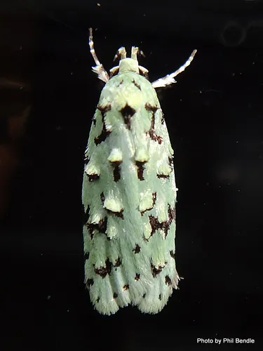 Green lichen tuft moth - photo 5