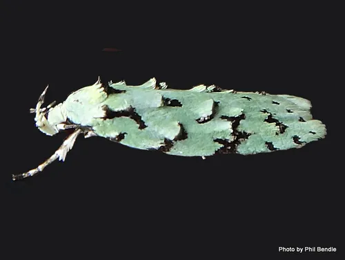 Green lichen tuft moth - photo 6