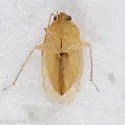 Izyaius sericeus - photo 2
