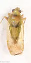 Izyaius sericeus - photo 4