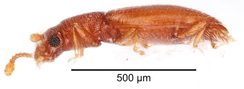 Jacobson's beetles - photo 2