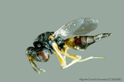 Jaliscoa grandis