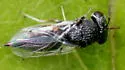 Jaliscoa hunteri - photo 2