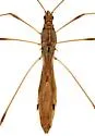 Jalysus reductus