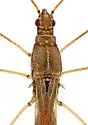 Jalysus reductus - photo 2