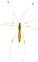 Jalysus reductus - photo 4