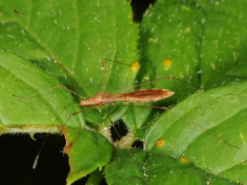 Jalysus spinosus