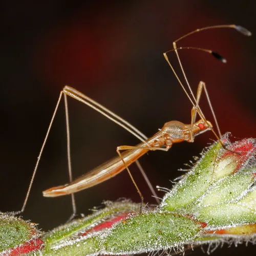 Spined Stilt Bug - Jalysus wickhami