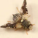 Jamesomyia geminata - photo 2