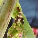 Jamesomyia geminata - photo 3