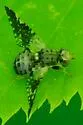Jamesomyia geminata - photo 4