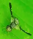 Jamesomyia geminata - photo 5