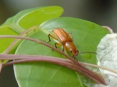 Janbechynea elongata