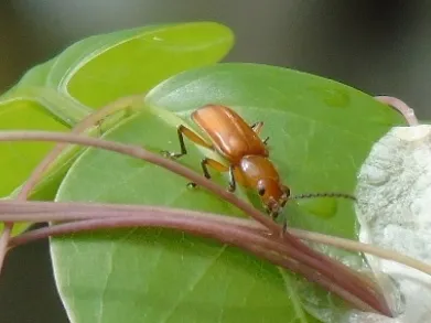 Janbechynea elongata - photo 3