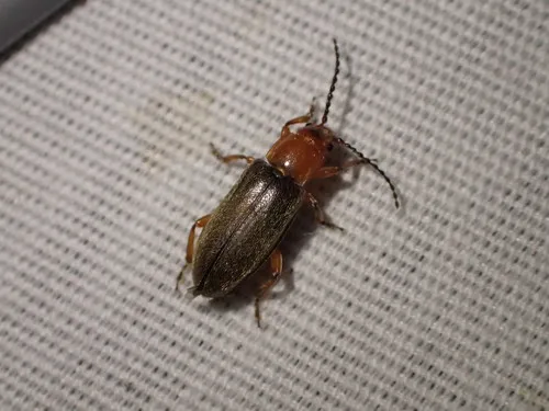 Janbechynea fulvipes - photo 2