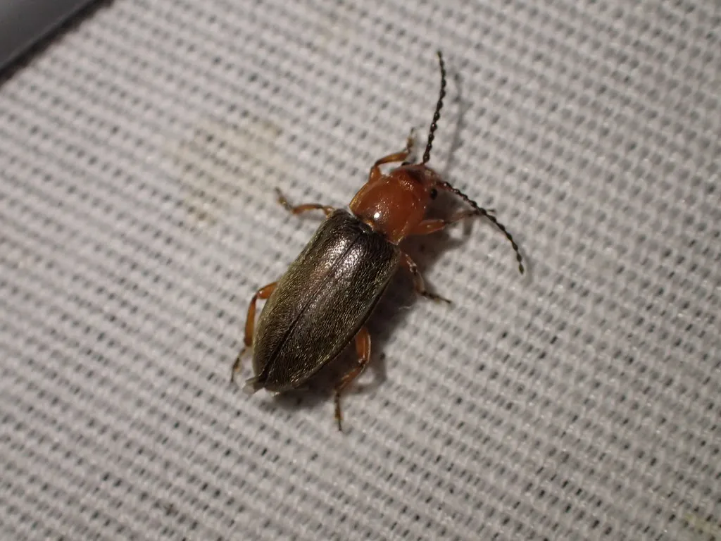 Janbechynea fulvipes - photo 3