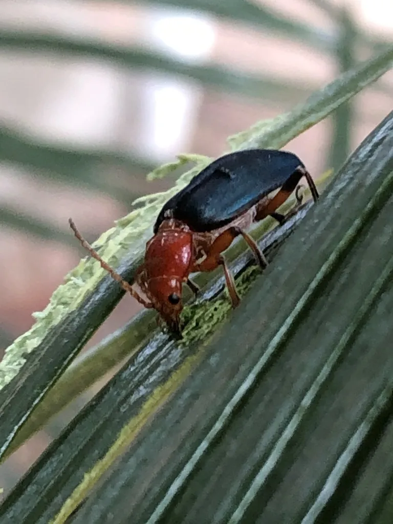 Janbechynea paradoxa - photo 2